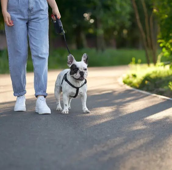 Best Dog Walking Services in Bangalore