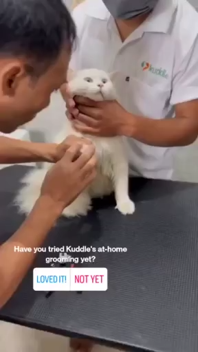 Kuddle's pet grooming reels on Instagram