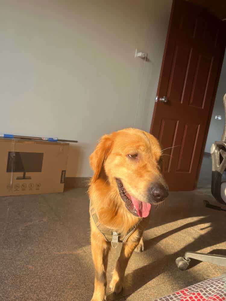 Anyone knows about a good dog boarding? I am moving outside India and need to keep my dog for 2 months.