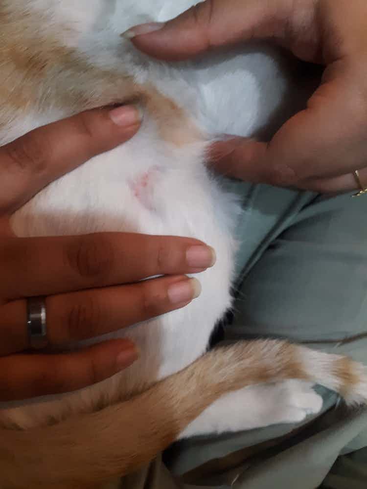 Can you please let me know the issue my cat is facing. Is it an allergy or a scratch?