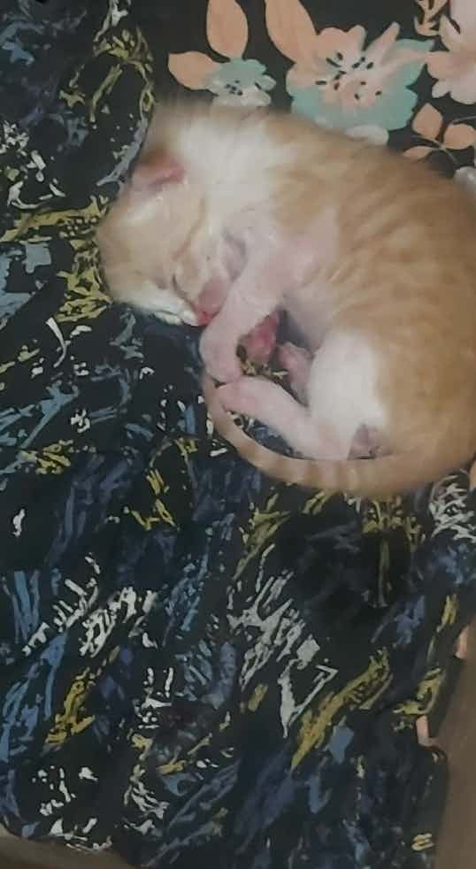 My 1 week old kitten not taking syringe feeding what to do