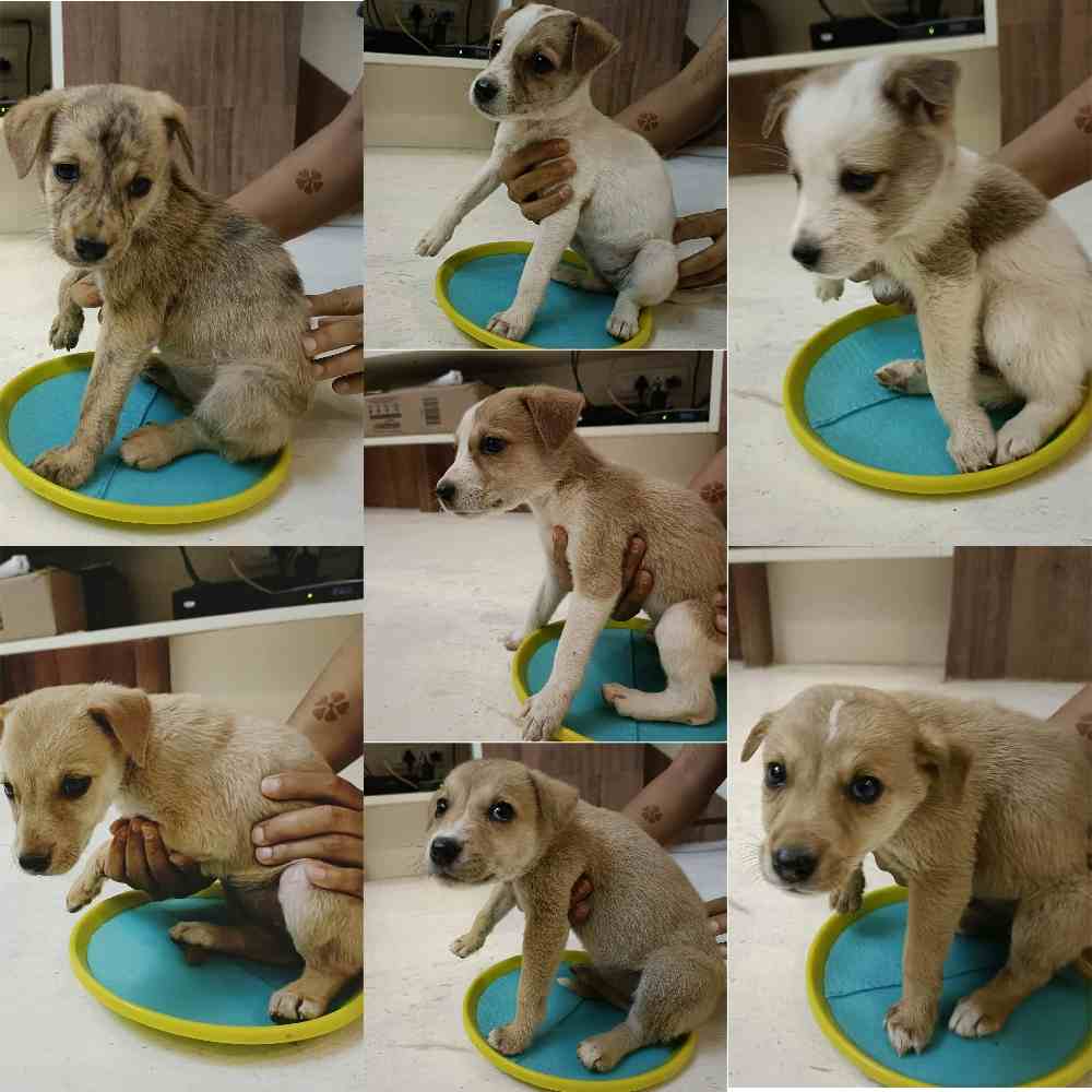 They are seven pups, all are open for adoption, our society committee people not allow dogs, we have rescued them.
