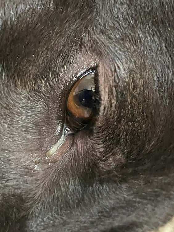 Hello
My Indie Boy, 16 months since evening is accumulating green colour mucus in his right eye and the eye also seems watery. Been cleaning repeatedly.
What could this be, pls advice.