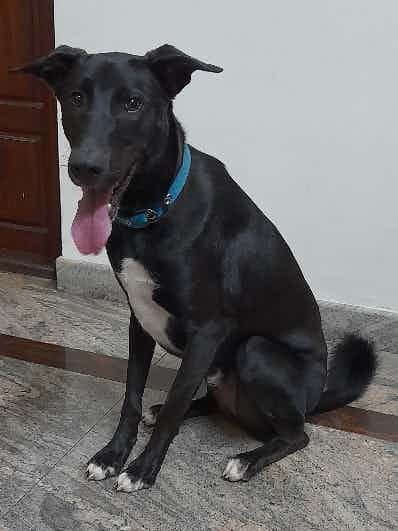 Indie, Male, 16 months
I feed him twice a day, morning and night. 
He's hardly eating food since yesterday night. He seems to be active, drinking water also normally and had his usual walk. Pooped normally also. Food is the normal food which he regularly eats, no changes. 

Pls advice