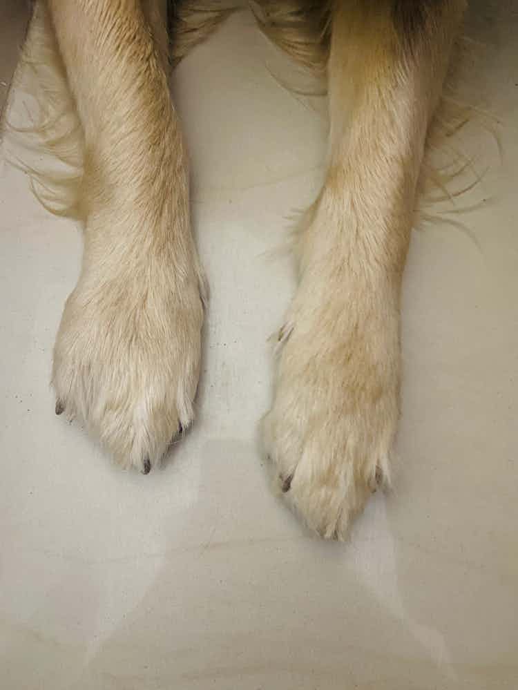 Bruno went for walk and got hit his feat with a stone while running. His feet is swollen now. He is having discomfort while walking and seems paining. any suggestions