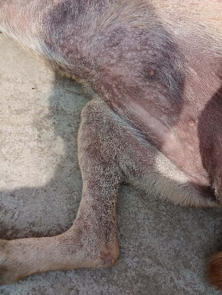 Hello my dog having skin ellergy pls suggest me medicines with dosage and how to use