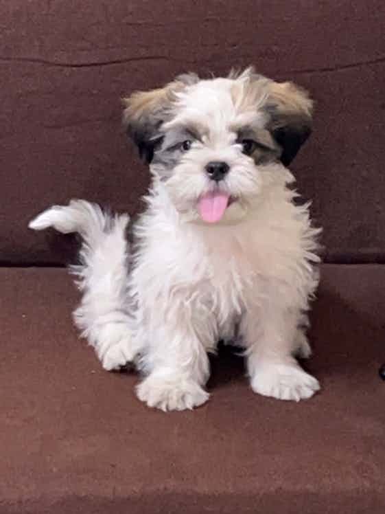 Hi ,
Can I give deworming to my shihtzu on my own  by mixing it in food or only injections are preferable Also , If I can give on my own which one to give and how frequently?
