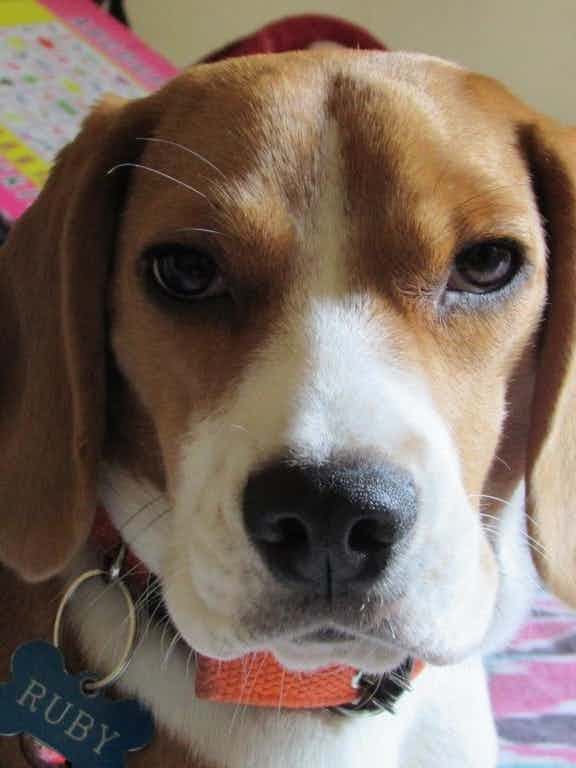 Whtsapp me-9739379285(bangalore)
My female beagle is for adoption.She is 13months old.Due to personal reason we r planning to give for adoption.Guys pls connect me through my pet instagram my ruby_goodfortune2021.
We r looking for experienced family who had pet or have pet.They can easily handle her as she is very naughty.She eats boiled vegetables,her fav is egg and she sometime we give royal cannin.she don't like chicken.She is very playful.Her weight  is 7.5kg.She is not neutered.Breeders plz stay away.Vaccination is upto date.I will handover you her all stuffs like her bed,her food bowl.Shampoos,medicines etc