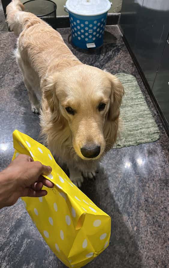 Looking for a female Golden Retriever to mate Boujee .
His first mate 
Pure breed 
Age: 5 years
Location: Bangalore 

Looking for a female Goldie below 6 years.
Preferably pure breed ( golden retriever) 
White & brown is okay too! 

Hai boujee here,  Please hit me up with pretty girls for me so that I can stop bothering mum humping things around all day 😤🥺🤝💓
