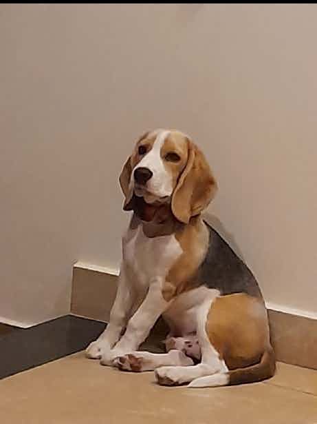 Hi this is mojo. 9 months old beagle. Very friendly and active.  Looking for a good home. Please reach out to me for adoption purpose. 9036231271.