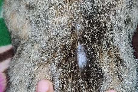 I noticed a bald patch on my cat's back. Sometime ago she had a small wound there. Should I be worried about it?