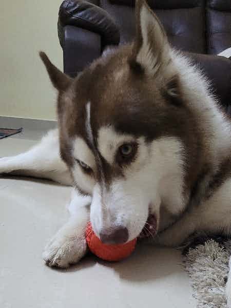 Loki and his favorite ball.
