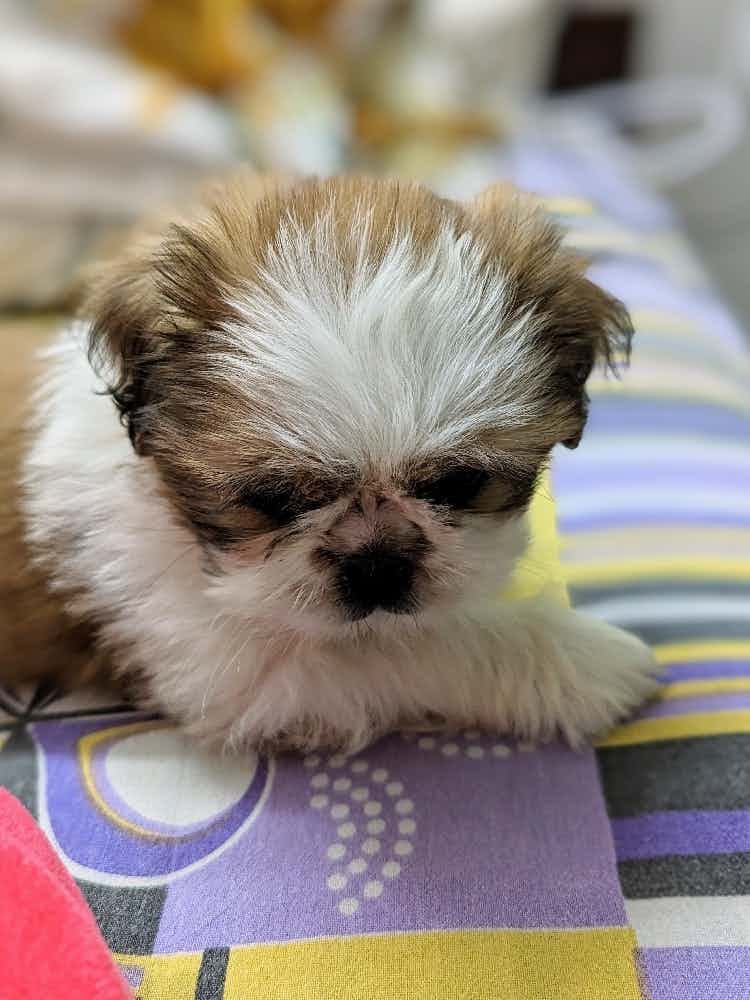 My shih tzu is 2+ months old. She doesn't sleep at all at night. And also too much biting. What should I do?