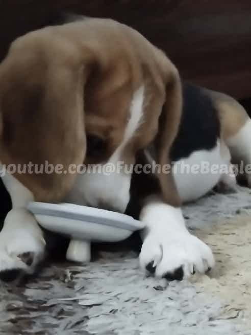 https://youtube.com/@FuccheTheBeagle 
Please do like, share, subscribe and comment on my YouTube Channel and please do not forget to hit the bell icon for notifications. I am just a little Beagle puppy. I will not only be thankful but at the very same time grateful to you all also.
Yours sincerely : FuccheTheBeagle
My Instagram handle: @fucche_311.
