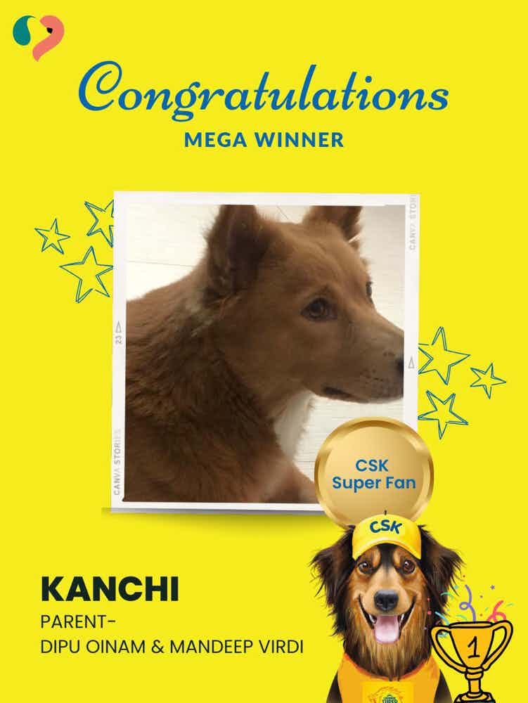 Hello everyone… my name is Kanchi. Many people say I do have a similarity with foxy due to my white socks feet. No no I am a mama doggy. Mother of Togo and wifey of Chess.