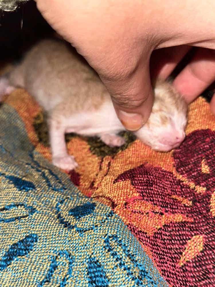 Water is coming out of the mouth and full voice is doing pain. It is 1 week old: Cat's baby.please help me its very small baby only 1 week old I don’t have any idea please suggest