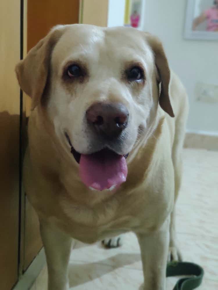 Urgent: Looking for a boarding service from 7-17th Jan, 2023. 
Labrador
8 years