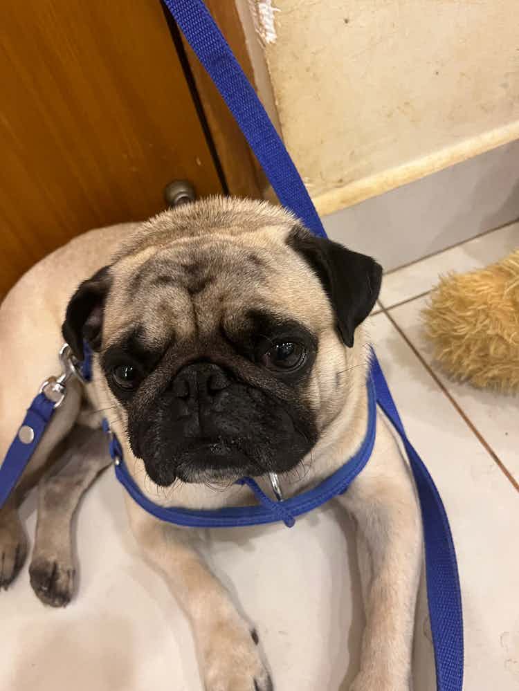 My pug has little more eye gunk from one eye also his eyes seems little red. Attaching pics what can be the possible reason?