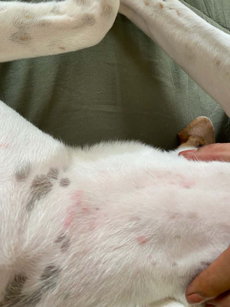 Hi my dog has these red bumps/bites all over her body. It’s more evident on her neck but it’s all over. Does anyone know what this is?
