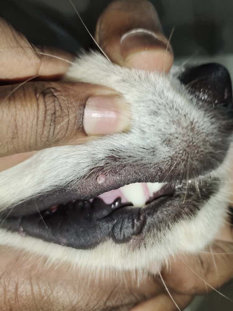 My pet is having pimple near his lips ..is this normal or should we give any medication
