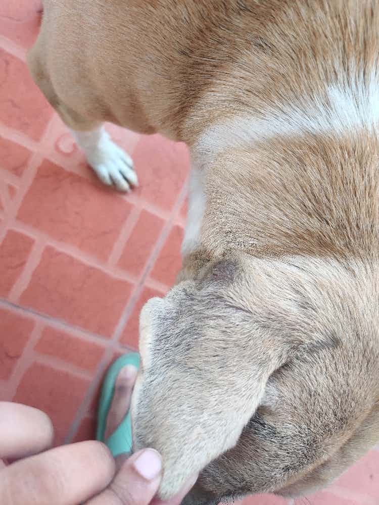 A friendly stray in the area keeps itching her ears and as a result a lot of the fur by her ears has fallen. Is there any tablet I can give? It's just by her ears and she doesn't itch anywhere else.
