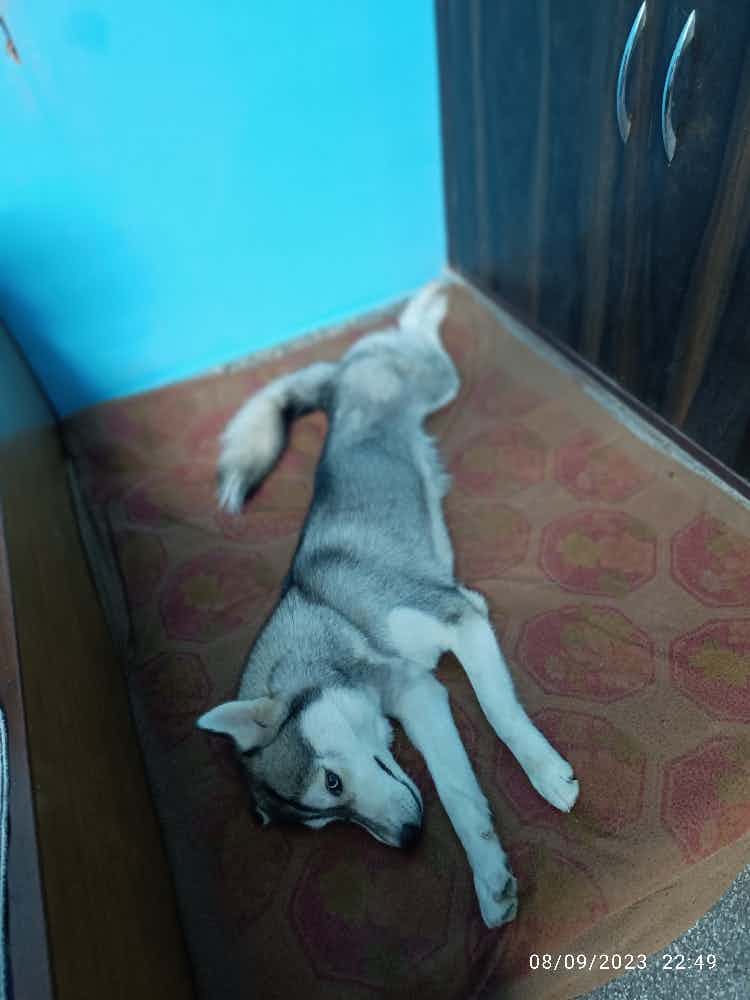 My Pet name is EVA. She is so obedient and Naughty. She want only outside walk each and Every time from you. A little Stubborn but very active and Playfull. I love her so much but can't keep with me because of Family issues. She is available for Adoption in Faridabad Sector-91, Haryana.  Pure Breed, Blue Eyes.