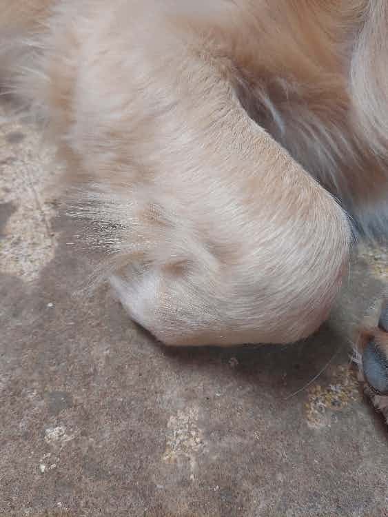 Hi...I have been observing my dog keeps her paws folded most of the times.is it any symptoms to health issues.attached the image