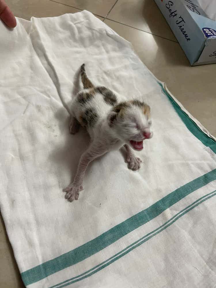 Looking for a foster cat mom for a 4 day old kitten. Please contact Chai (9483823888) if you have any leads.