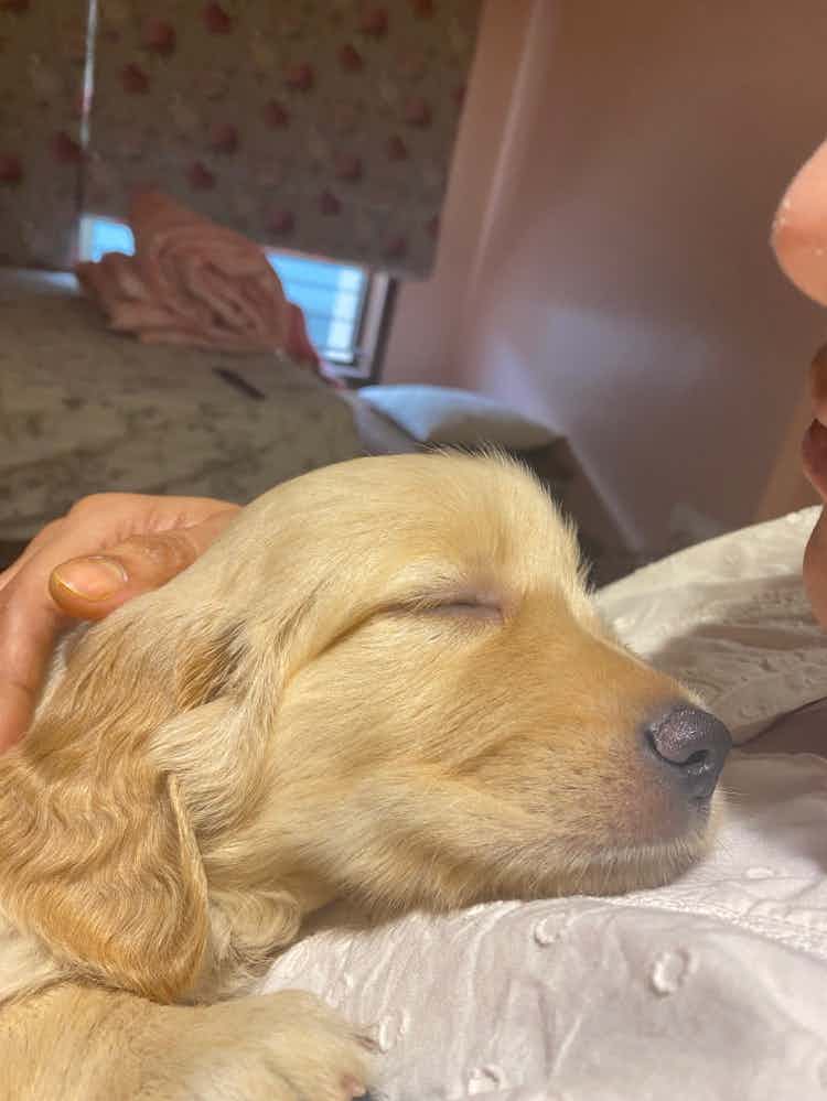 Hi .. we have the cutest golden retriever 48 days old male.. he’s sweet n quiet but needs company in the nights.. I want to give him up because my health isn’t great n i have a small kid also to take care of.. love our little Hugo so much n it breaks my heart to give him up but the least I can do for him is find him a loving and caring home… plz contact me at +916364922224 for more details
