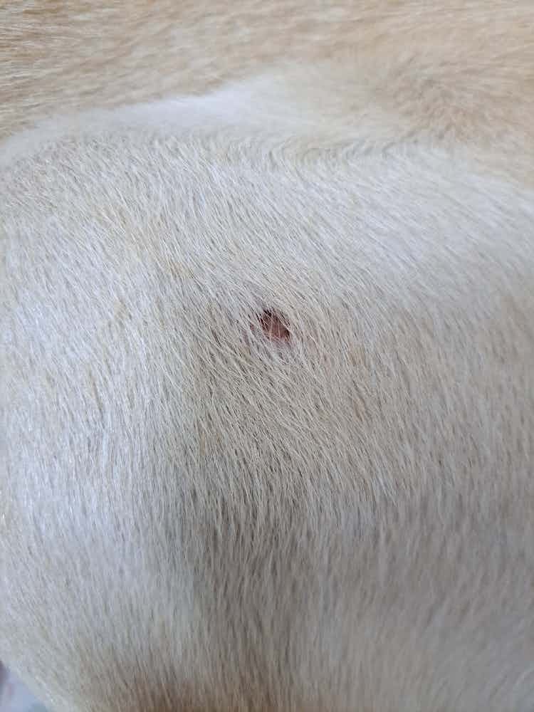 Hi

My dog recently got an injury and it looks like a hole in this skin as we could see the flesh inside.

Now it has a lit white puss in it. Please let me know if someone knows about any medicines.

Also what to give him to prevent further infection.