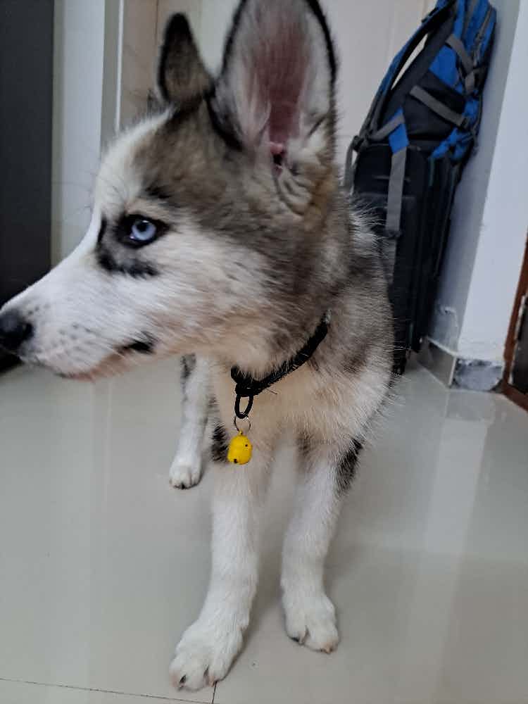 My pet is a 4 months old , i think he is a little bit weak compare to other puppies.And also he is very less playfull.His weight is around 5kg. We give normal home food and liv 52 as a supplement.please suggest me some advice for his better health