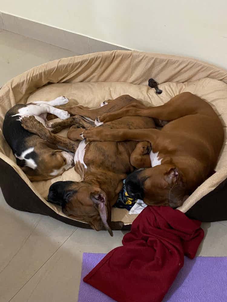 I was very worried on how my Beagle puppy would react with the Boxers, but they mingled very well and share same bed. This teaches us how we can just accomodate in little spaces and little things in life.