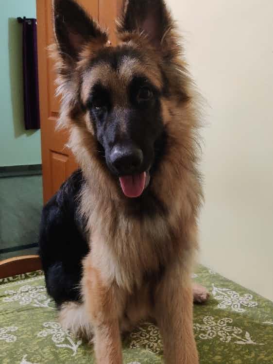 Hi, 

My 1yr 2 m old German shepherd who weighs approx 23kg ate 3 pieces of green grapes. Later after a small research i realised that grapes are extremely toxic for dogs. In the past as well he has had 2 grapes which was approximately a month ago. I noticed no symptoms in the past. It's been 2 hours since he recently had it and I don't see any vomiting or excessive salivating either. 

Should I be worried? 

PS. I am aware that he's extremely underweight for his age. He's being fed a diet with eggs, meat, liver as per the recommended doses by his local vet.