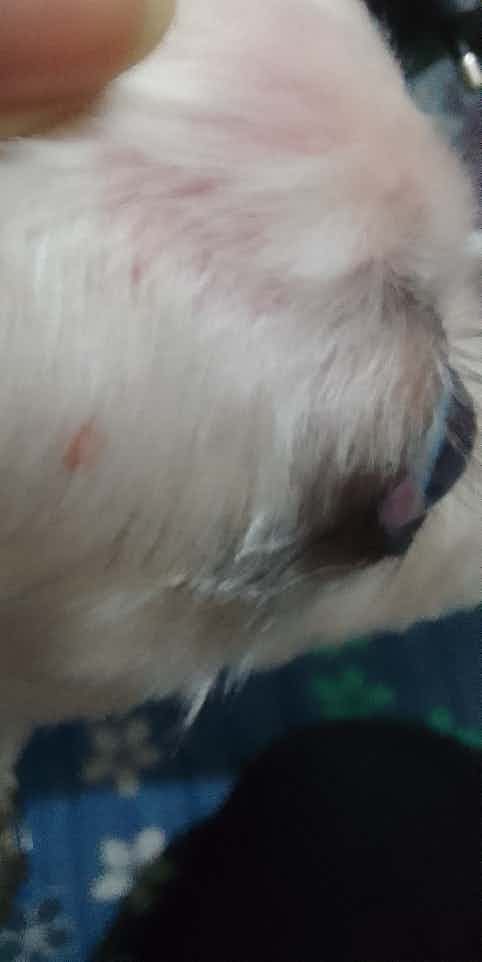 Can someone please tell me what this is my dog keep scratching her head and when I took a closer look at it it looks very red and irritated