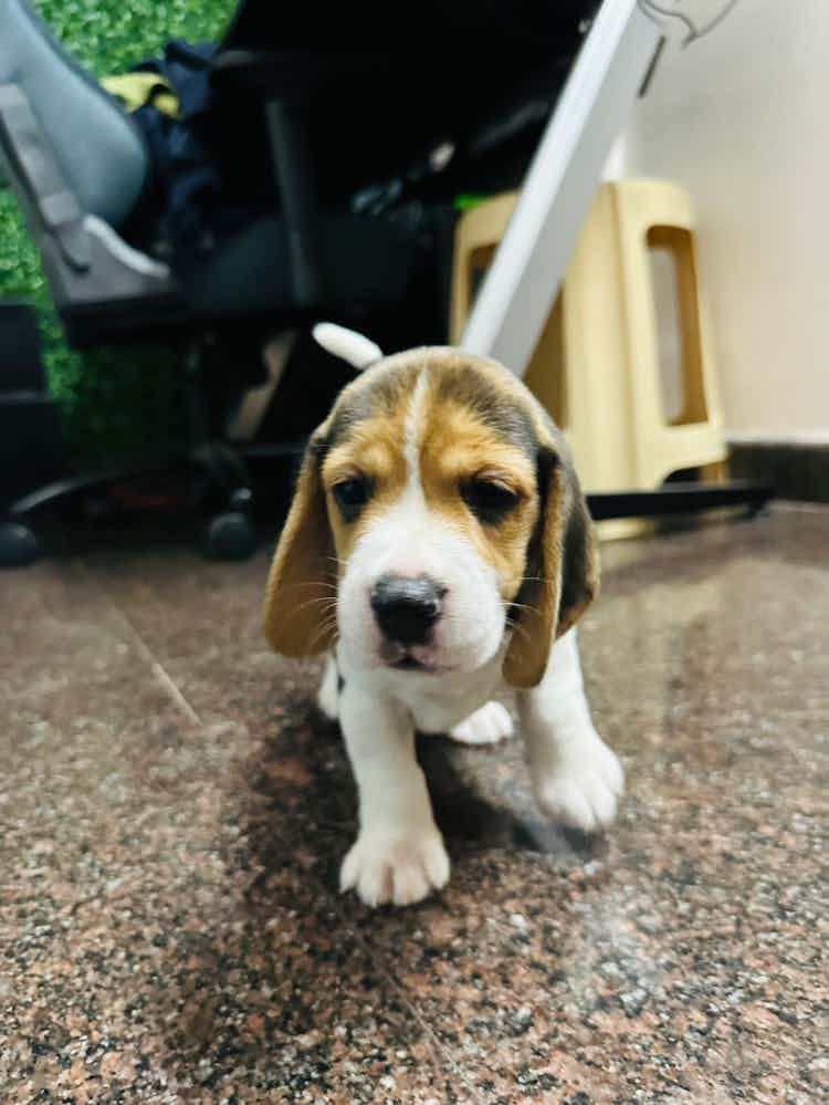 Hi Doctor,
I have a pet beagle named donut, He is 45 days old and done with first vaccination. Now that he is done with his first vaccine is it good to take him out for a walk ? If not at what time frame would it be advisable to take him out for a walk ?