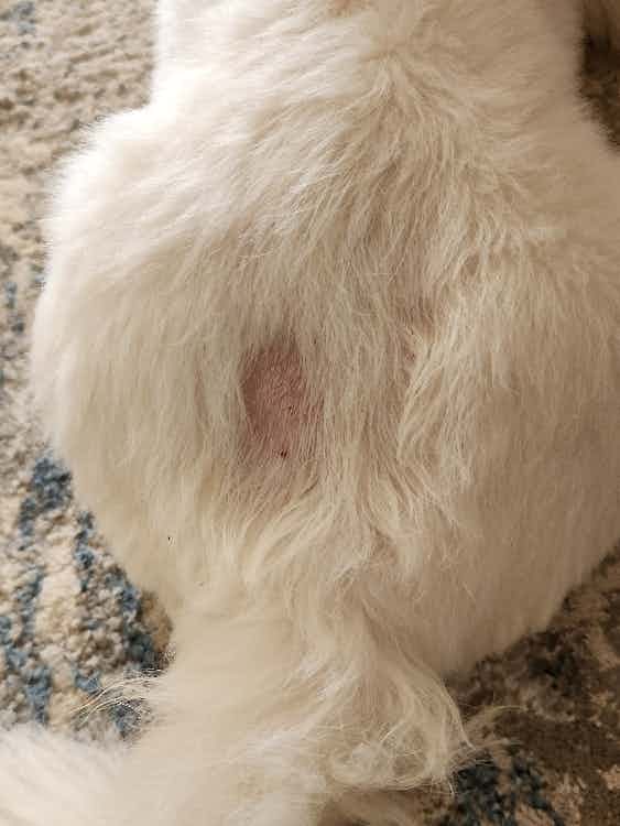 9 months old maltipoo having this patch on his lumbar region. lately he's been biting this particular area and lays on his back and scratches against the carpet. no ticks on his skin for now.

visiting vet gave him neomec injection and recommended to apply curabless ointment. 

bit worried for my pet. hope we are on the right treatment.