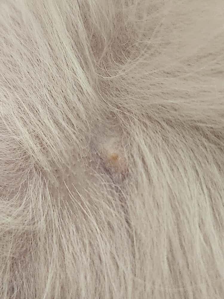 Noticed a small bump on the belly area of my dog today. Anything to be concerned about?