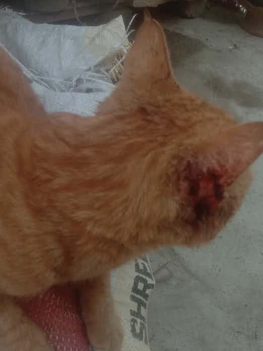 He is a street cat and today he is injured by other cat or dog please  suggest a medicine for him