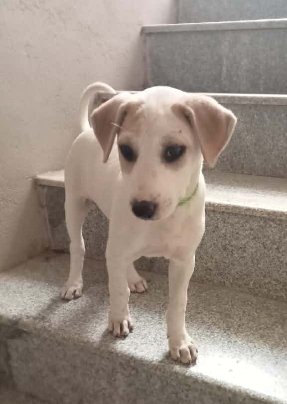 **Adoption alert**
This is ms buttercup.
Looking for a loving home .
She is two months old and very perceptive , cuddly and an adorable little nugget.
Vaccinations will be done in a weeks time .
She's a mix indie.
Please contact - 9380731109