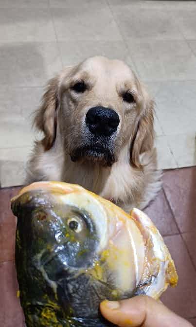 Bong Dog 😍 loves fish 🐠