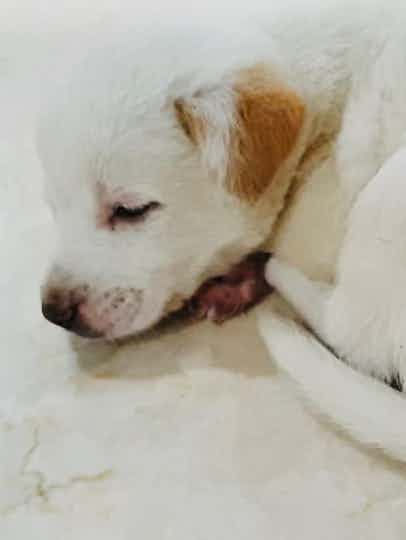 hai.. there’s a puppy available for adoption. anyone who’s interested can leave a message