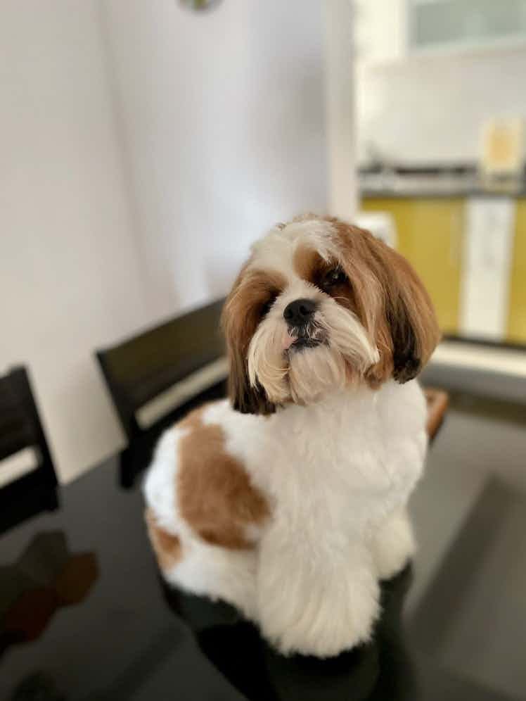 Maxi got groomed today by Kuddle . Absolutely loved the look ❤️❤️❤️. Rakesh and Team took good care of him .