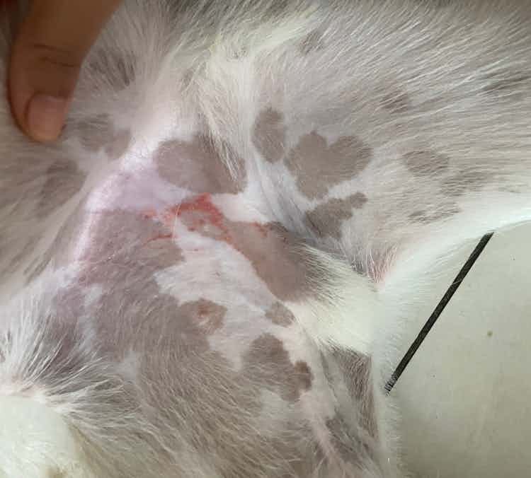 My dog has developed this rash. He has been self biting himself from a long time. We have used anti fungal spray as well after vet visit.. but the itching,self biting always comes back..
We have also given him ticks and flea treatment along with flea bite dermatitis in the past. He is a 8 months old puppy and eats well.