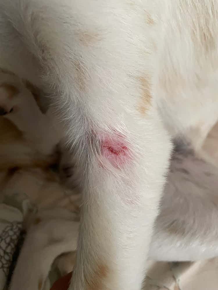 My pet has been itching for months. We have put him on antibiotics, anti fungal treatment before but that didn’t work. We have used medicated shampoos as well which didn’t work. We have changed our floor cleaner to pet friendly but yet still the itching continues.
Can anyone let me know what may be the reason. He self bites himself so much that it makes me sad that I am unable to understand the problem and treat him well.
My pet is 9 months old now.
He had parvo when he was 2 months old (not sure if any heavy medications caused this)
He mostly eats Rice, lentils, paneer, chickpeas, chicken etc as recommended by vet.