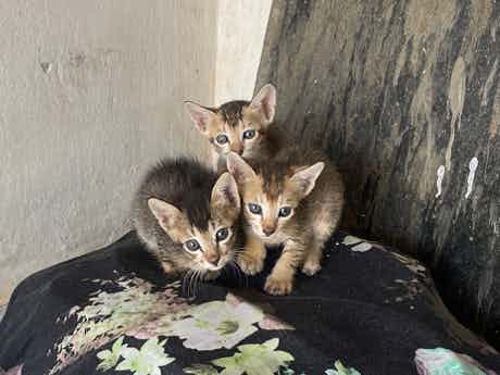 Two adorable kittens up for adoption in Bhubaneswar, originally they were a kindle of 3 but one of them was adopted, we would love it if other 2 get adopted together as they are really attached to each other, they are extremely friendly and active and love playing.