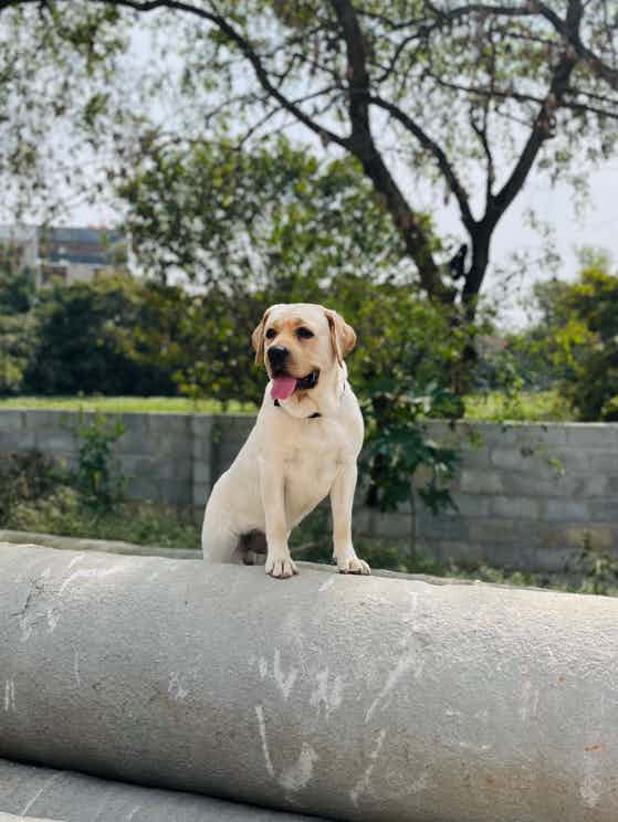 I have male Labrador 16 months old, he is well and active,
Morning He used to eat purepet biscuits, launch curd rice and dinner daily 250grm Chiken with cup of rice, if we change any he will not eat, but few people are telling me curd rice is not good for Labrador and daily Chiken also not good, please help your opinions his diet.