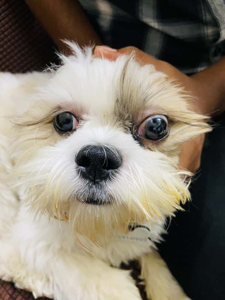 Can you please check the pic of Jerry’s eyes as 1 eye corner is red. 
We are giving him regular eye drop. Ete drop pic below. 
What can be done in this ?