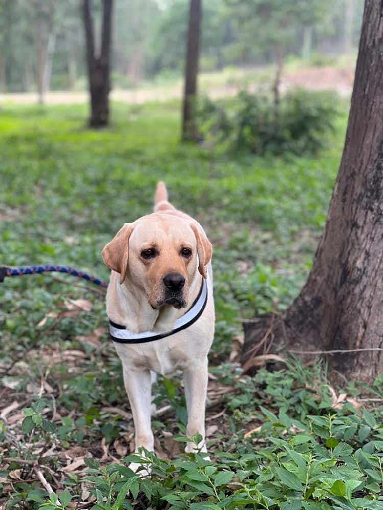 I'm looking adopter a good family who can take good care of my pet. Kindly contact me in this number 9019672466 My champ is very much friendly with humans and children he loves to meet new people and car rides, he loves to eat chicken champ is vaccinated and very much active.