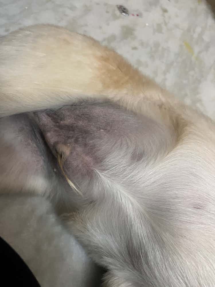 Hi, my 4months puppy skin is turning different colour near stomach, Is this any allergy or is it normal? Any treatment required?