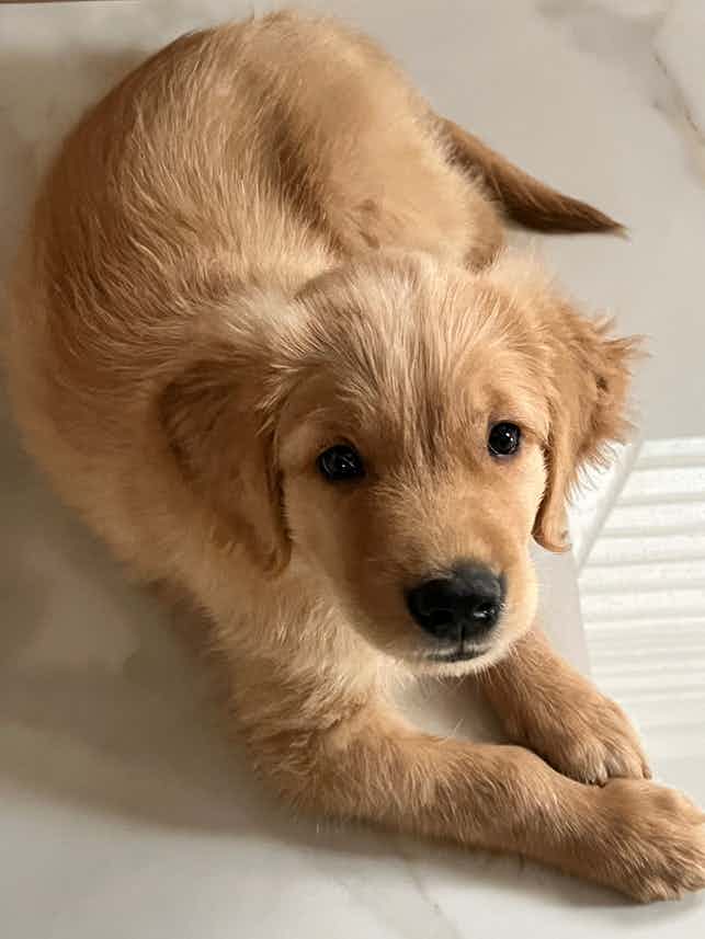 I have been suggested to brush my golden retriever’s hair to avoid finding his hair strands everywhere in the house. At what age can I start brushing my puppy’s hair? and how often can I do it? would you recommend a specific type of brush?